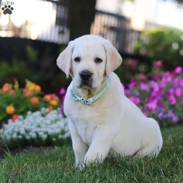 Seth, Yellow Labrador Retriever Puppy
