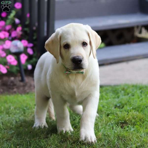 Seth, Yellow Labrador Retriever Puppy