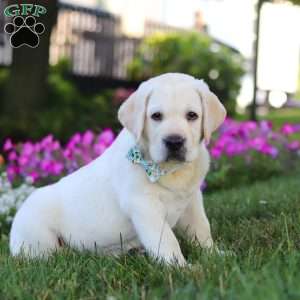 Seth, Yellow Labrador Retriever Puppy