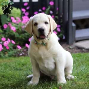 Seth, Yellow Labrador Retriever Puppy