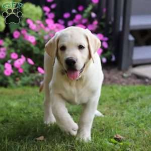 Seth, Yellow Labrador Retriever Puppy
