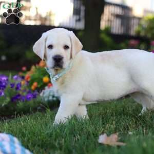 Seth, Yellow Labrador Retriever Puppy