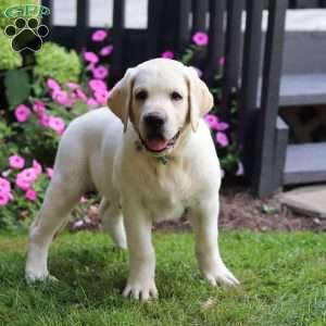 Seth, Yellow Labrador Retriever Puppy