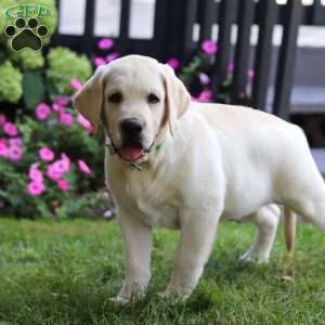 Seth, Yellow Labrador Retriever Puppy
