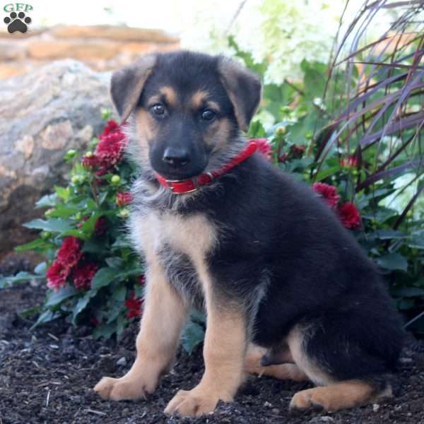 Seth, German Shepherd Puppy