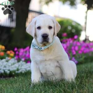 Seth, Yellow Labrador Retriever Puppy