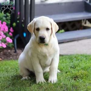 Seth, Yellow Labrador Retriever Puppy