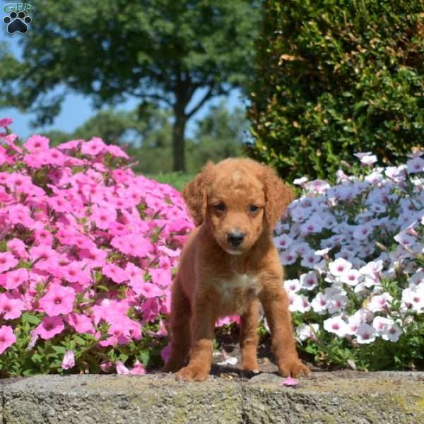 Shades, Mini Goldendoodle Puppy