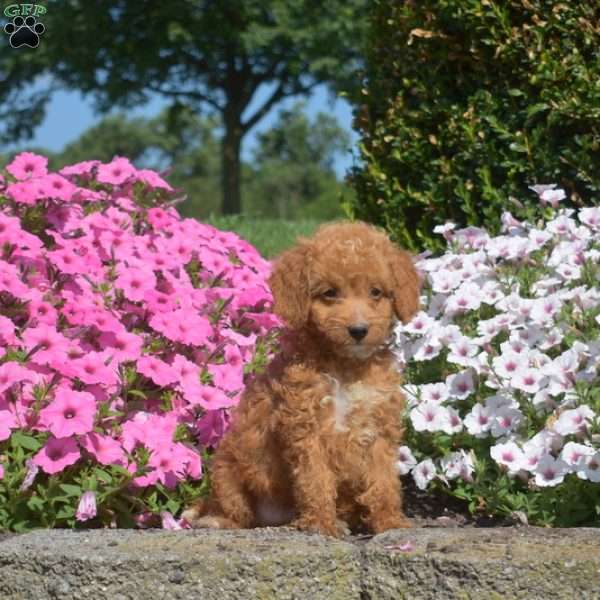 Shadow, Mini Goldendoodle Puppy