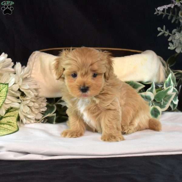 Shadow, Maltipoo Puppy