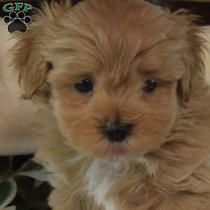 Shadow, Maltipoo Puppy