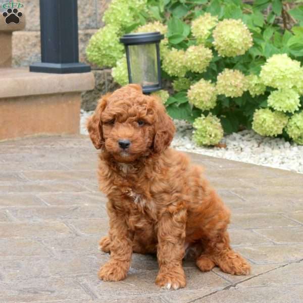 Shaggy, Mini Goldendoodle Puppy