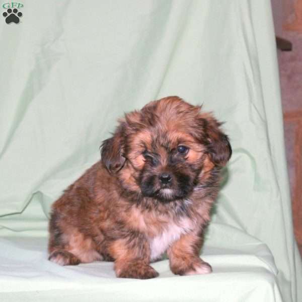 Shane, Shorkie Puppy