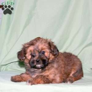 Shane, Shorkie Puppy