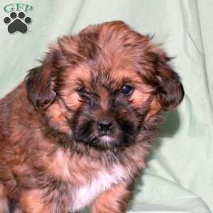 Shane, Shorkie Puppy
