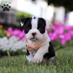 Sheila, Boston Terrier Puppy