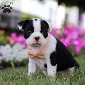Sheila, Boston Terrier Puppy