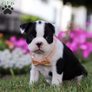 Sheila, Boston Terrier Puppy