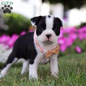 Sheila, Boston Terrier Puppy
