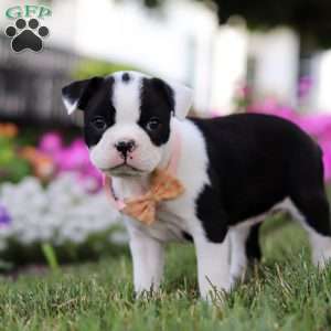 Sheila, Boston Terrier Puppy