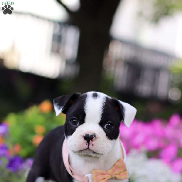 Sheila, Boston Terrier Puppy