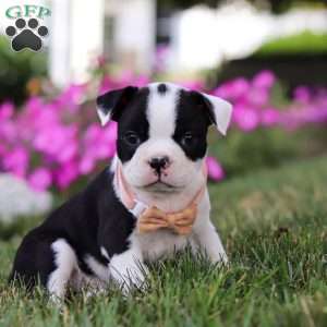 Sheila, Boston Terrier Puppy