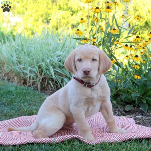 Sheldon, Yellow Labrador Retriever Puppy