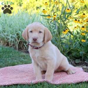 Sheldon, Yellow Labrador Retriever Puppy