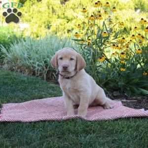 Sheldon, Yellow Labrador Retriever Puppy