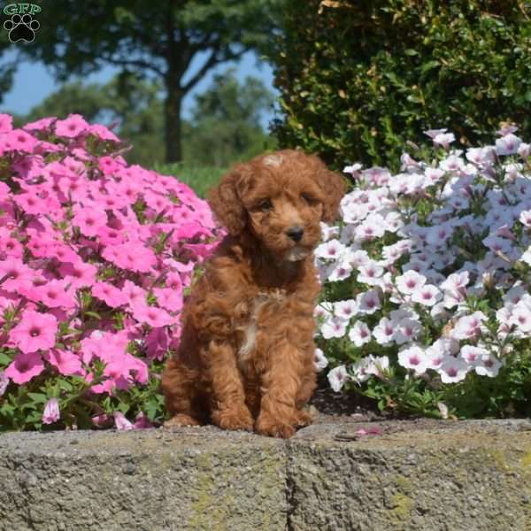 Shell, Mini Goldendoodle Puppy