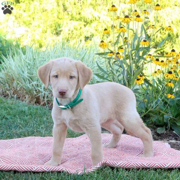 Shelly, Yellow Labrador Retriever Puppy