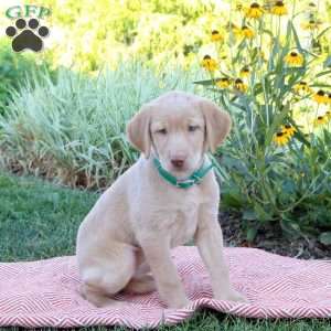 Shelly, Yellow Labrador Retriever Puppy