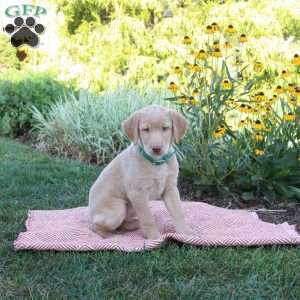 Shelly, Yellow Labrador Retriever Puppy