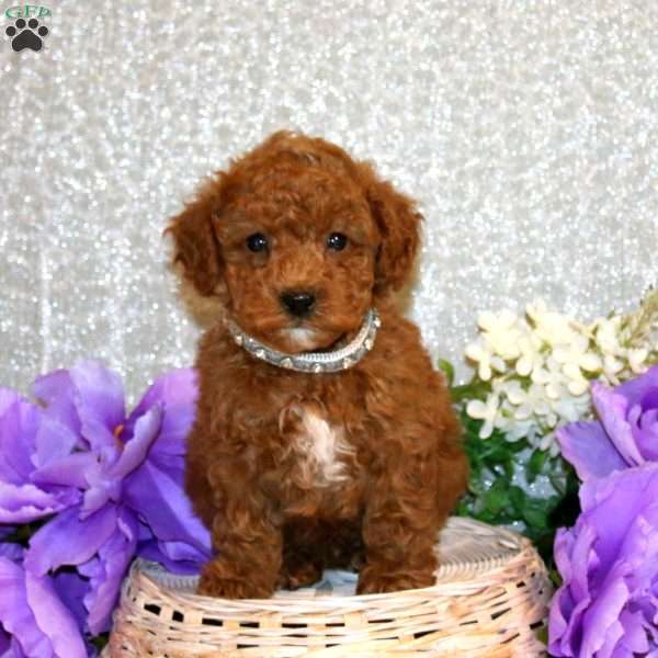 Shiloh, Miniature Poodle Puppy