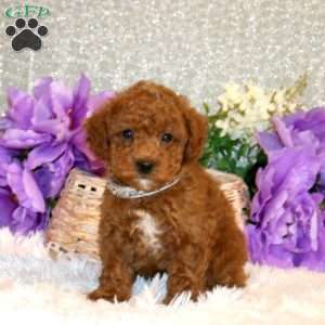 Shiloh, Miniature Poodle Puppy