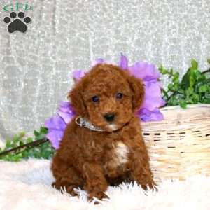 Shiloh, Miniature Poodle Puppy