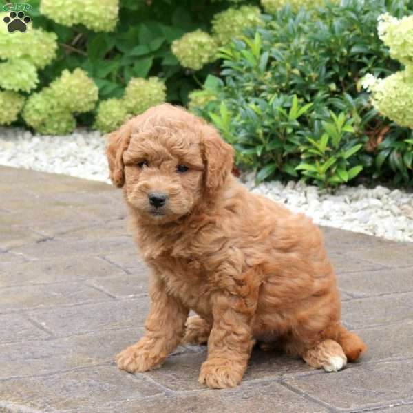 Silly, Mini Goldendoodle Puppy