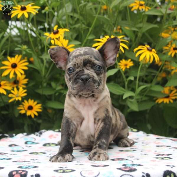 Silver, Frenchton Puppy