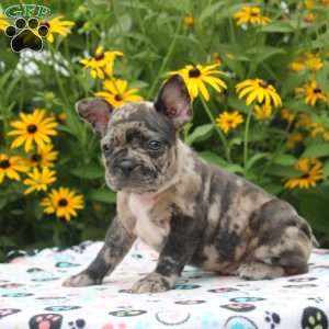 Silver, Frenchton Puppy