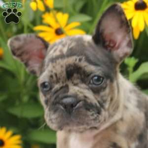 Silver, Frenchton Puppy