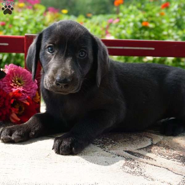 Violet, Silver Labrador Retriever Puppy