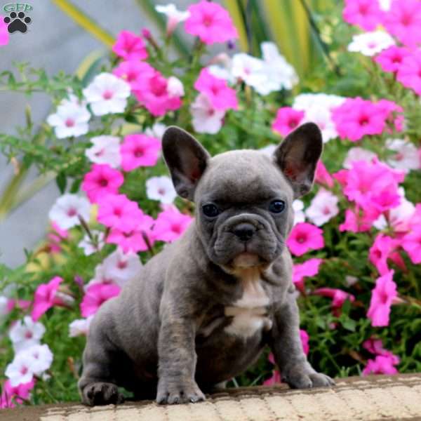 Simba, French Bulldog Puppy