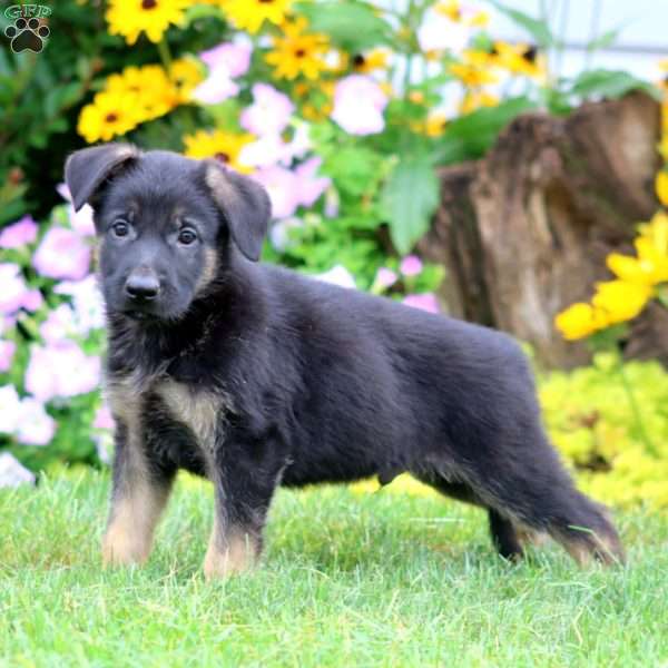 Simba, German Shepherd Puppy