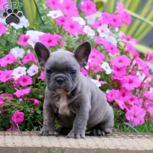 Simba, French Bulldog Puppy