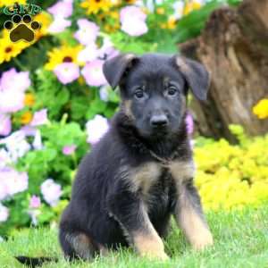 Simba, German Shepherd Puppy