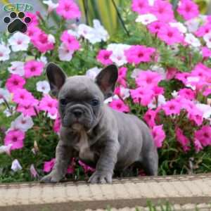 Simba, French Bulldog Puppy