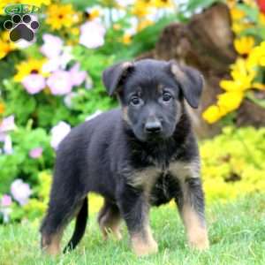 Simba, German Shepherd Puppy
