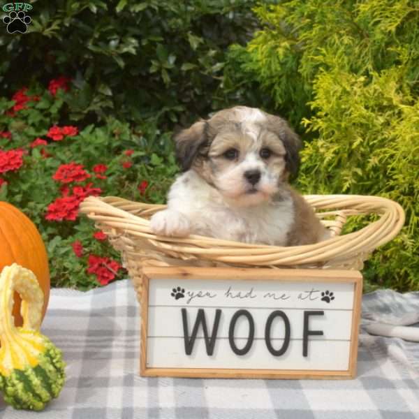 Simon, Teddy Bear Puppy