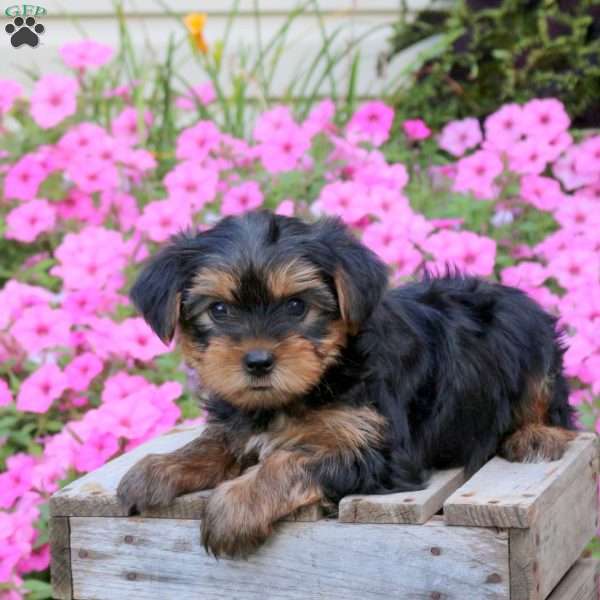 Skipper, Yorkie Puppy