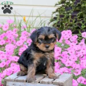 Skipper, Yorkie Puppy